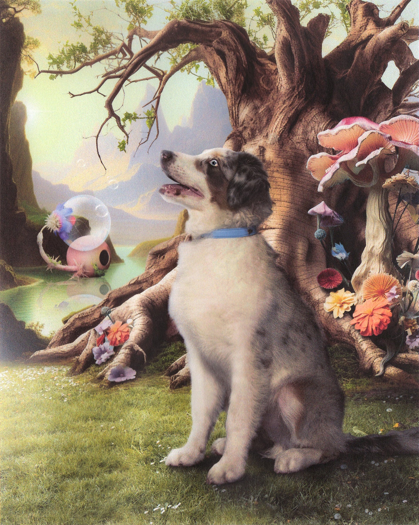 A blue merle Australian shepherd wearing a blue BOYANDTEDDY collar, sitting beside a gnarled ancient tree in a surreal painterly landscape with giant mushrooms, exotic flowers and floating bubbles.