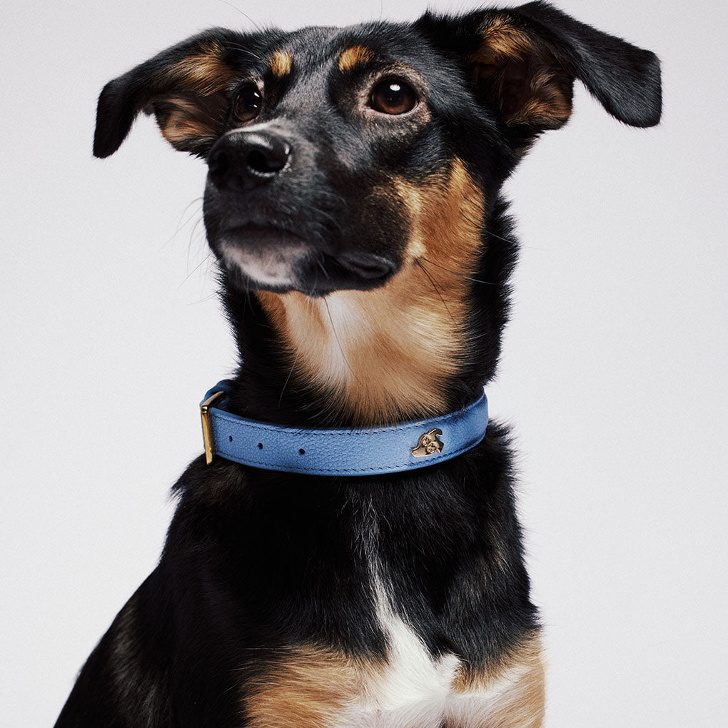Leather Dog Collar - Ciel Blue