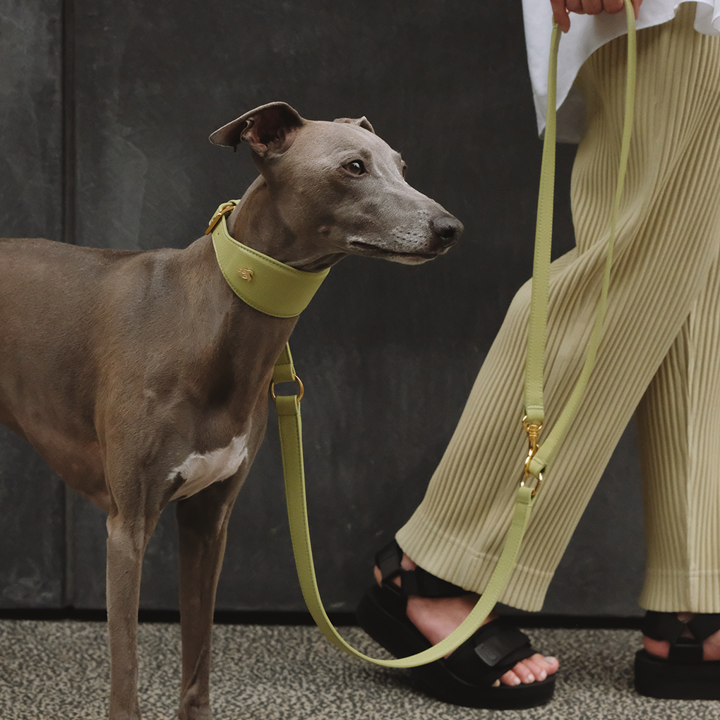Leather Dog Collar (for Greyhounds) - Spring Green