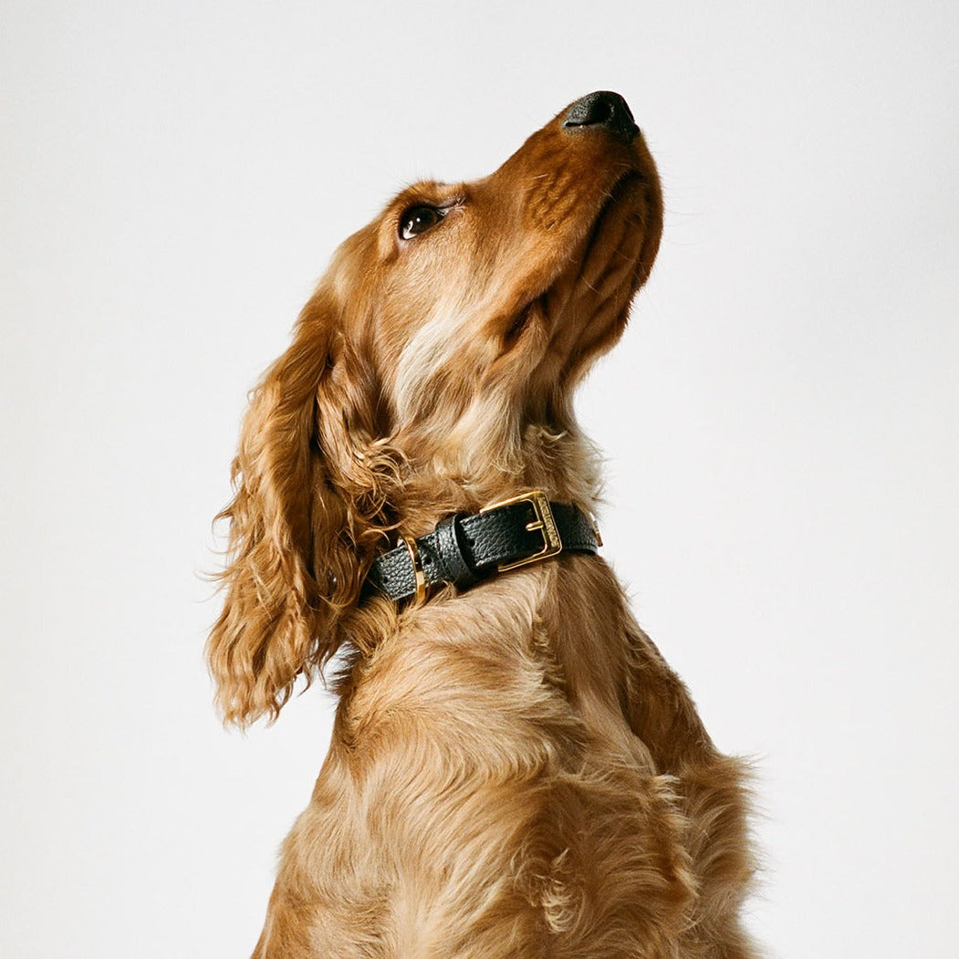 Leather Dog Collar - Black