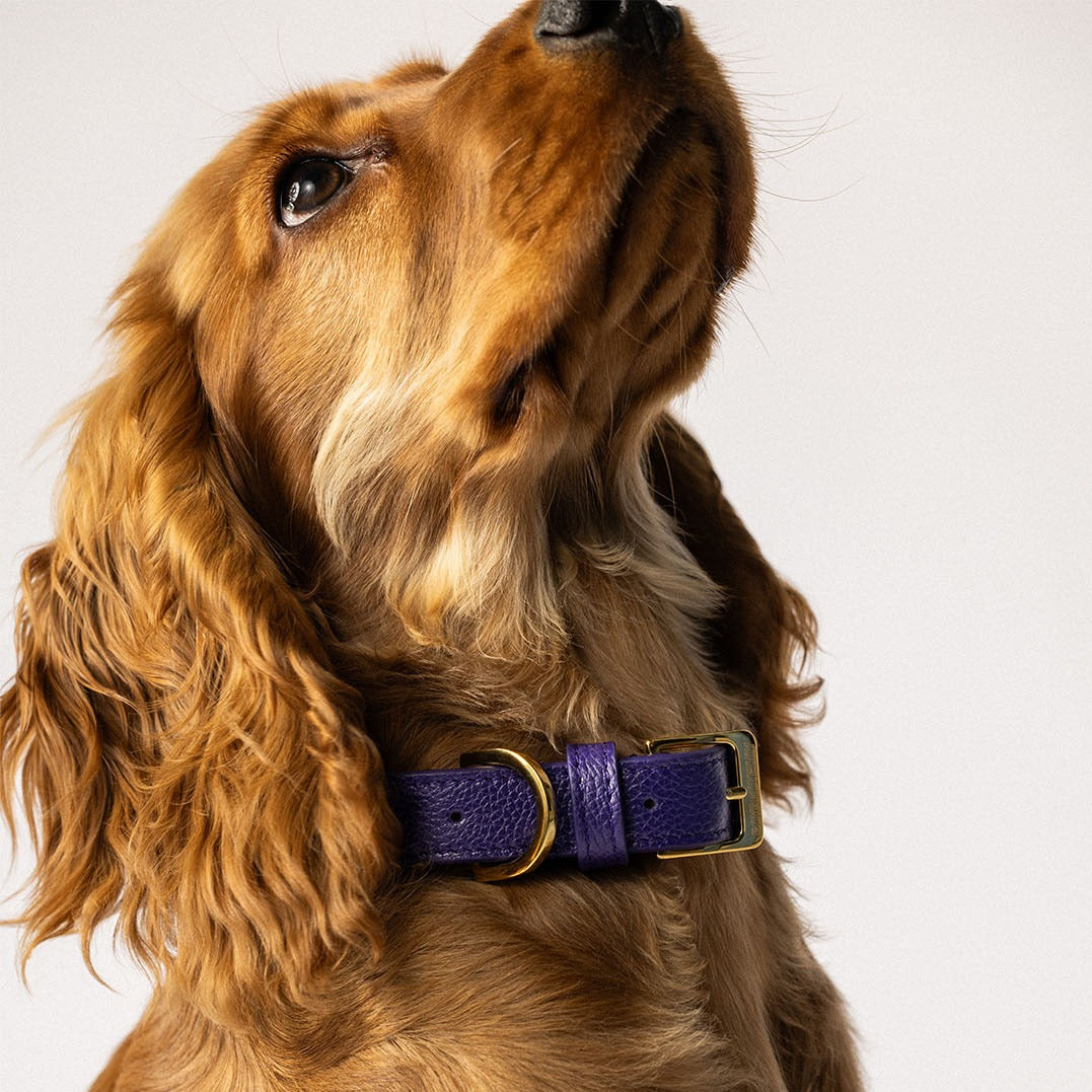 Leather Dog Collar - Eggplant Purple