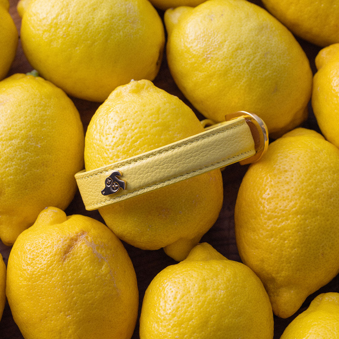 Leather Dog Collar - Lemon Squeeze