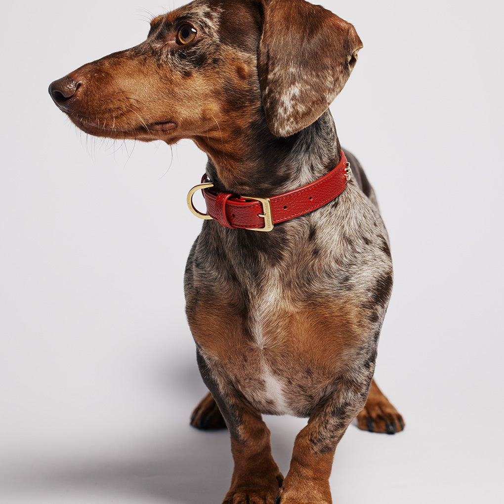 Leather Dog Collar - Spicy Red
