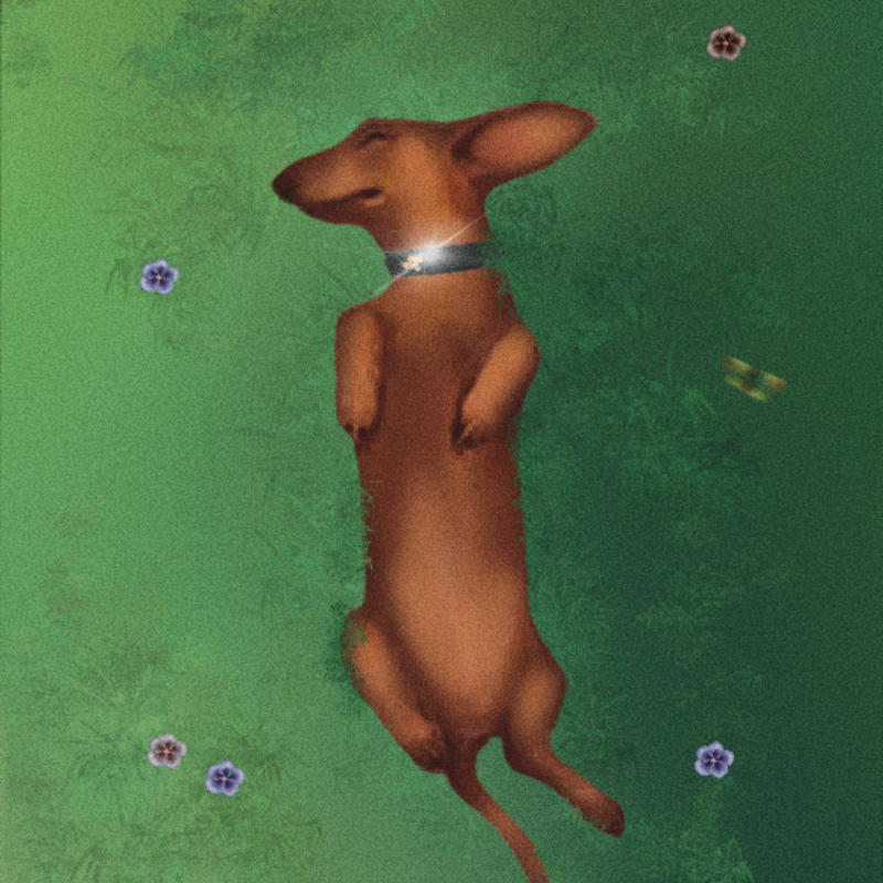An illustrated dachshund wearing a BOYANDTEDDY collar, seen from above, lying on a lush green background scattered with small purple flowers.