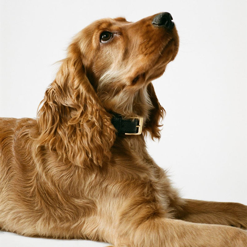 A golden cocker spaniel lying down and gazing upward, wearing a black leather BOYANDTEDDY collar with a gold buckle, against a soft white background.
