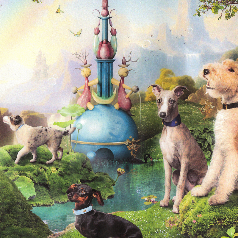 A group of dogs — including a whippet, dachshund, greyhound, and Airedale terrier — gather in a magical, painterly meadow with lush moss and exotic flowers each wearing a BOYANDTEDDY collar.