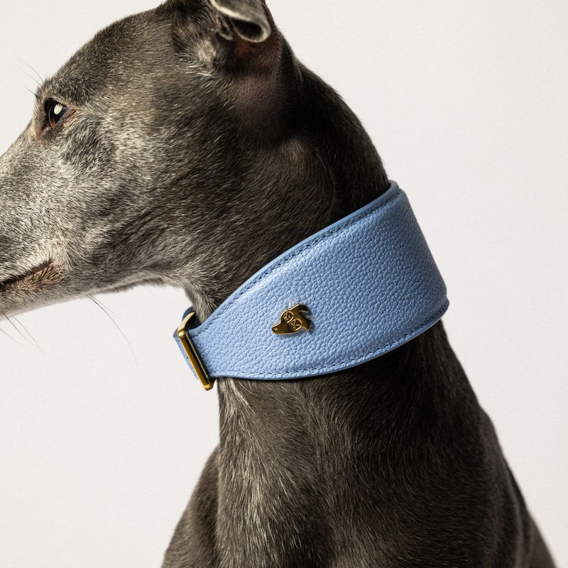 Why Your Sighthound Needs a Wide Collar