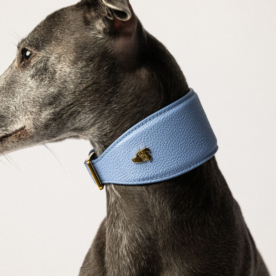 Why Your Sighthound Needs a Wide Collar