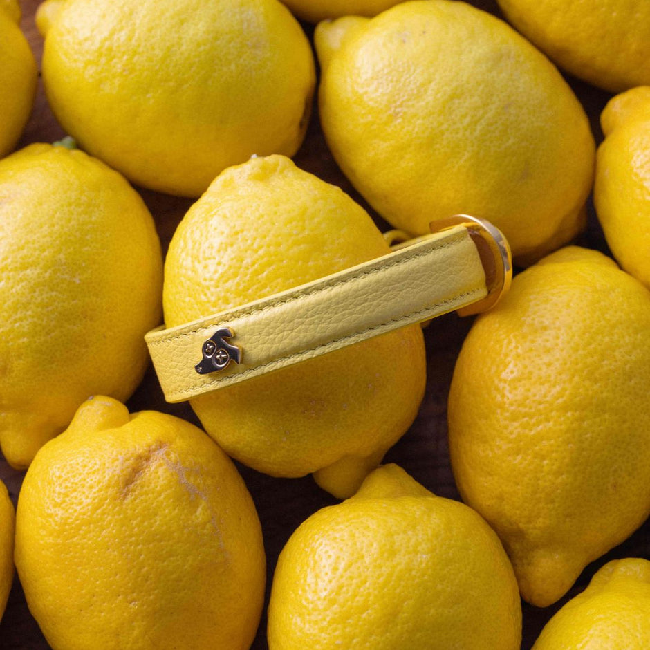 Why Luxury Leather Dog Collars Are Worth the Investment