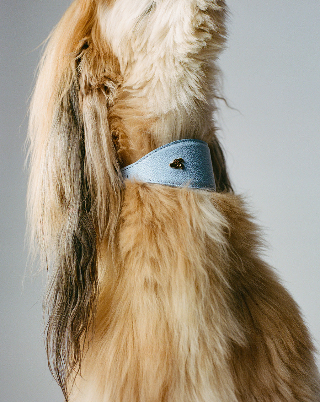 Afghan Hound in a white studio, wearing a dog collar in the colour ‘Ciel’ (light blue), made from grained luxury leather, tailored for greyhounds (the dog collar is wider than a regular dog collar). You can also see the gold-plated logo on the dog collar.