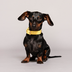 Dog Collar in Small Grained Leather - Lemon Squeeze