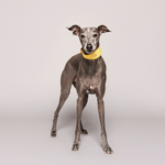 Dog Collar in Small Grained Leather - Lemon Squeeze