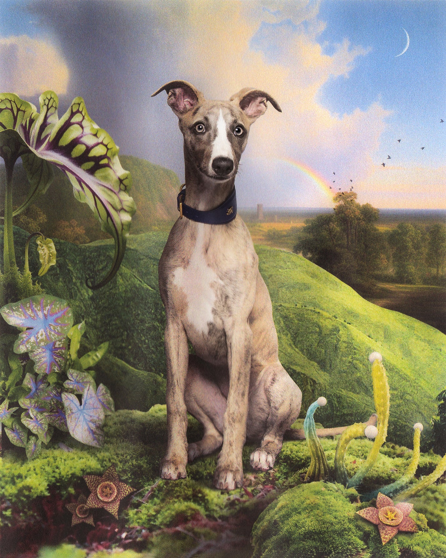 SIGHTHOUND COLLARS