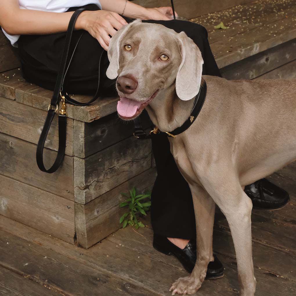 Matching Toto Dog Collar and Leash - Charcoal