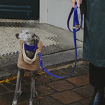 Matching Sparky Dog Collar and Leash - Eggplant (for Greyhounds)