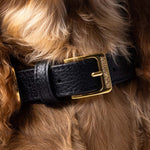 Toto Dog Collar - Charcoal