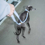 Matching Sparky Dog Collar and Leash - Ciel (for Greyhounds)