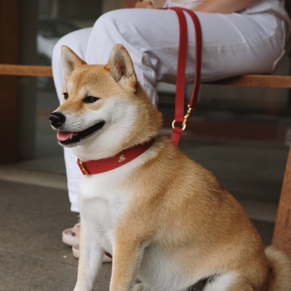 Matching Toto Dog Collar and Leash - Spicy Red